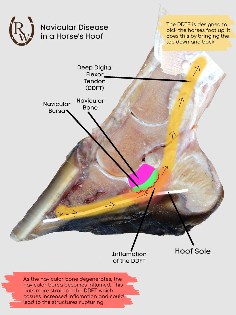 Cross sectioned horse hoof diagram showing internal structures involved with navicular disease 
